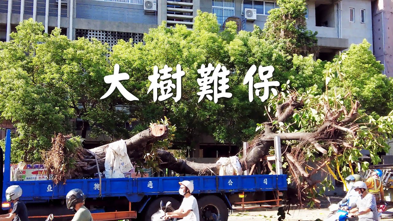 大樹難保樹木在城市的困境