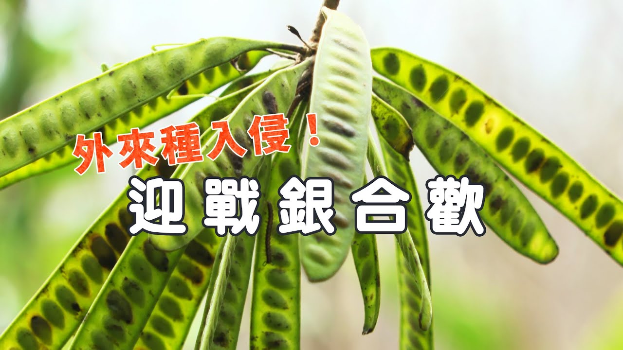 迎戰銀合歡
