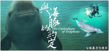 與海豚的約定